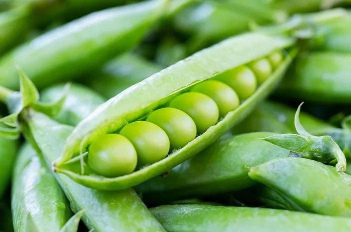 Ayo kenali manfaat makan kacang kapri