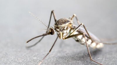 Korea Selatan Mengantisipasi Ledakan Nyamuk Malaria Akibat Perubahan Iklim