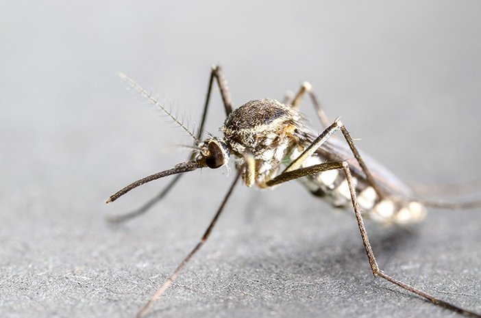 Nyamuk malaria